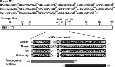 Sex-Specific B Cell and Anti-Myelin Autoantibody Response After Peripheral Nerve Injury